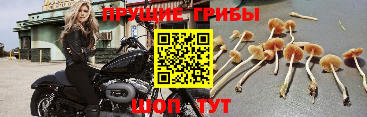 Псилоцибиновые грибы прущие грибы Волоколамск